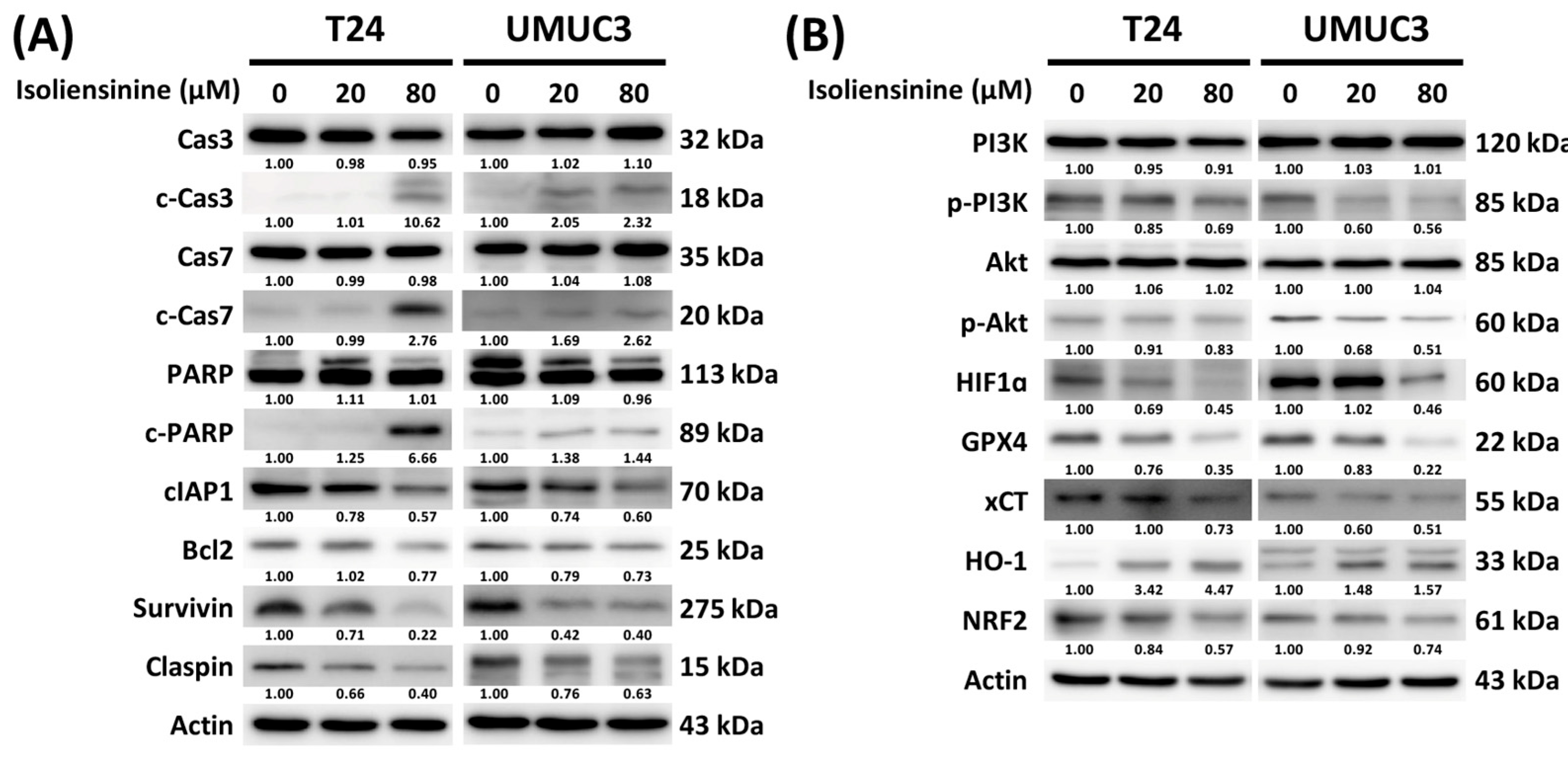 Pharmaceuticals 18 01008 g005