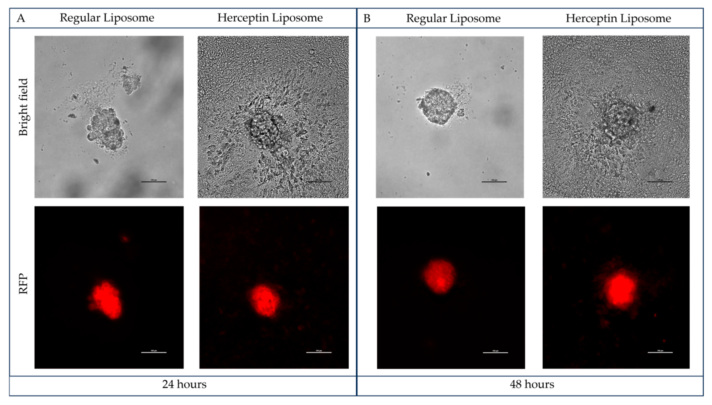 Pharmaceuticals 18 01053 g004a