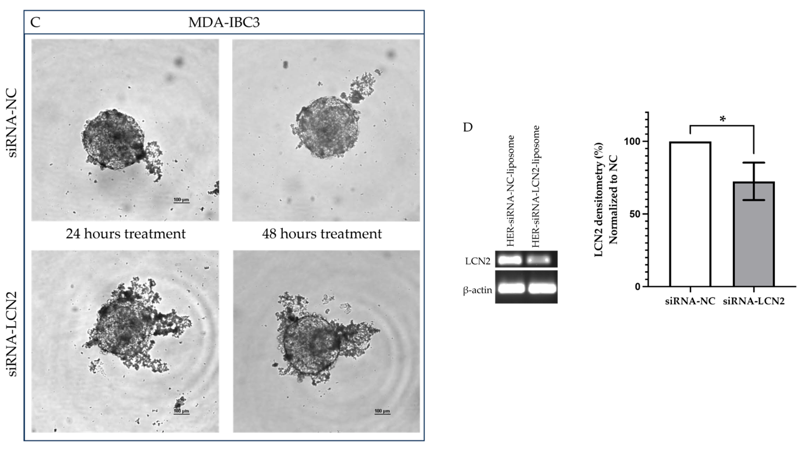 Pharmaceuticals 18 01053 g004b