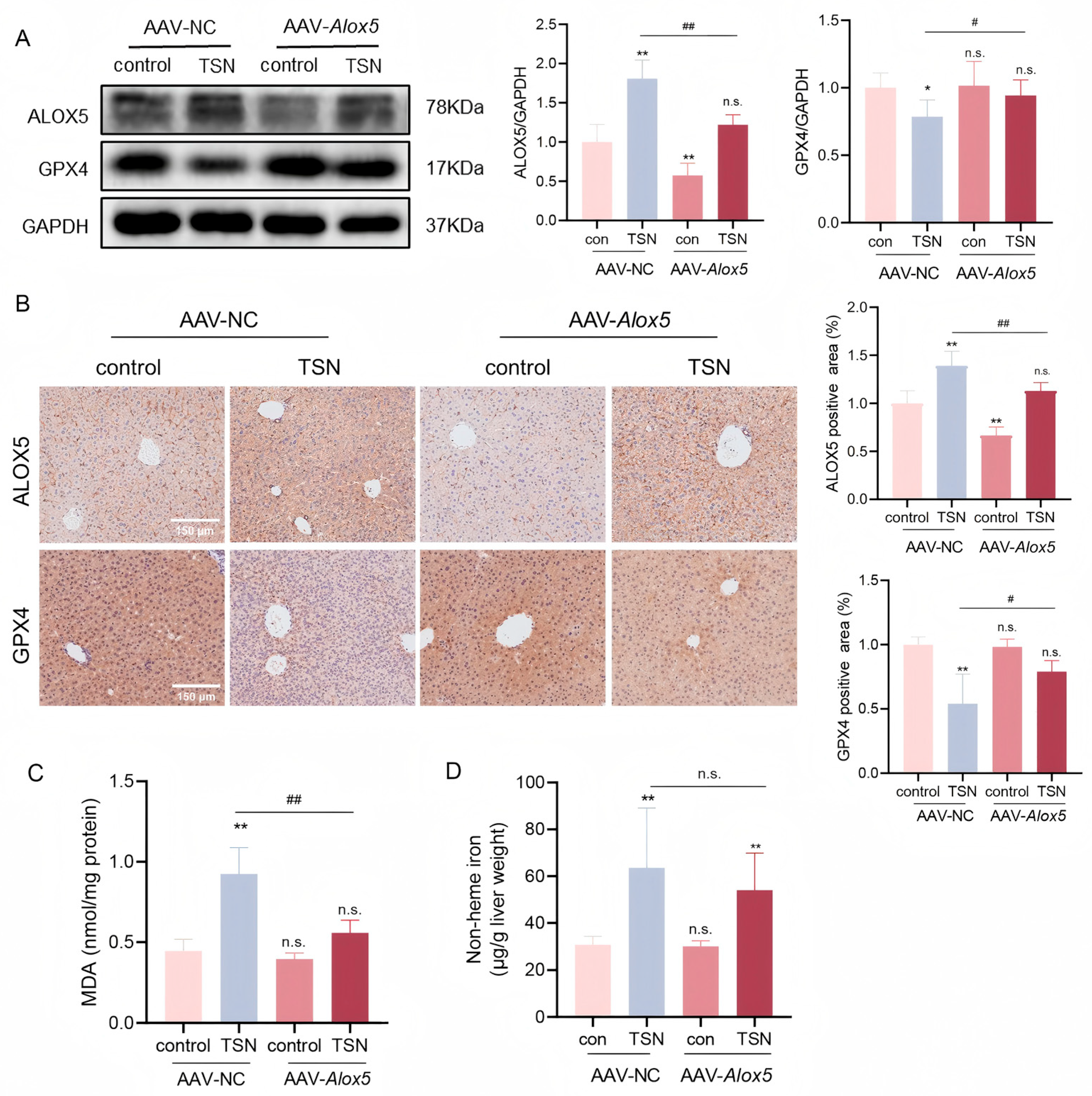 Pharmaceuticals 18 01078 g006