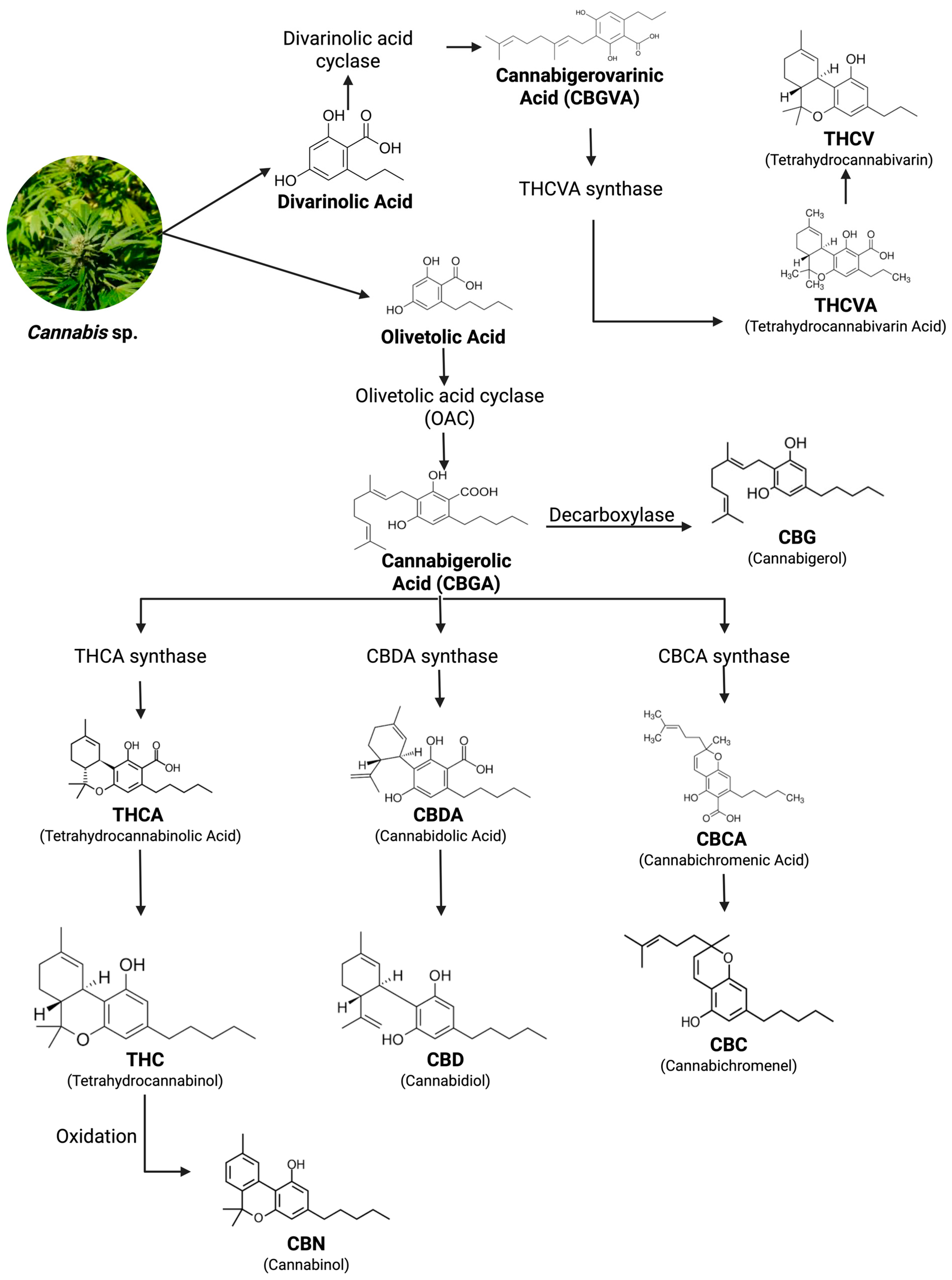 Pharmaceuticals 18 01101 g003