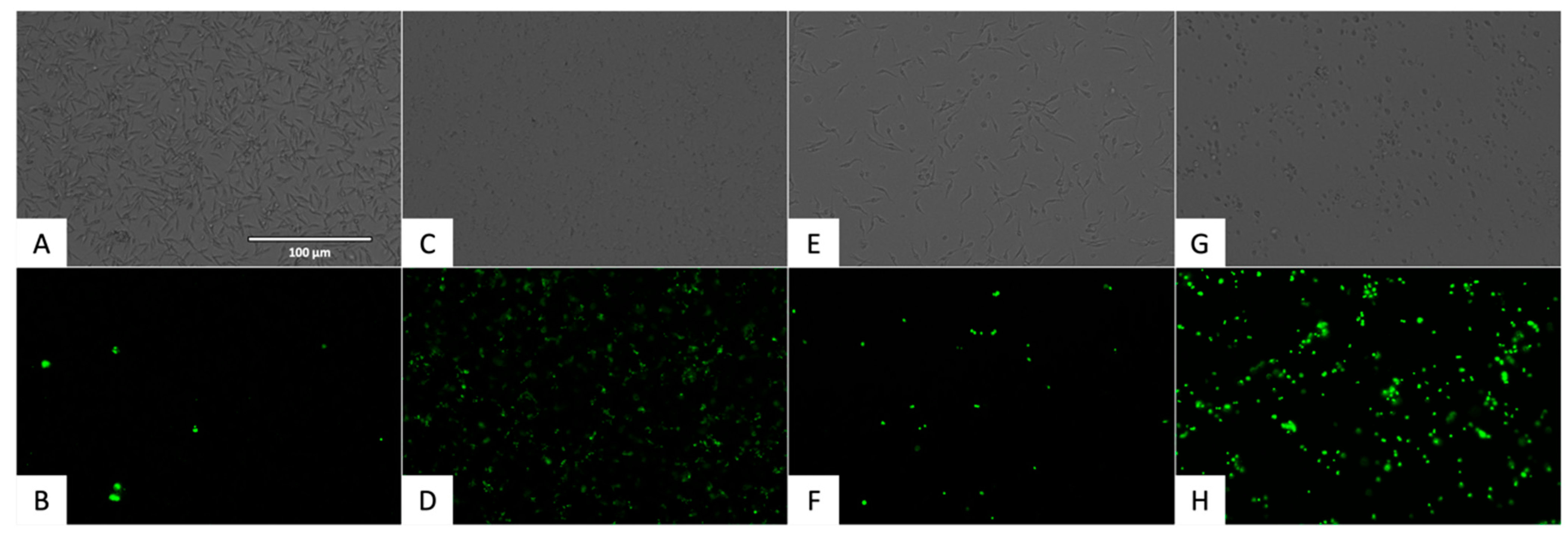 Pharmaceuticals 18 01106 g006