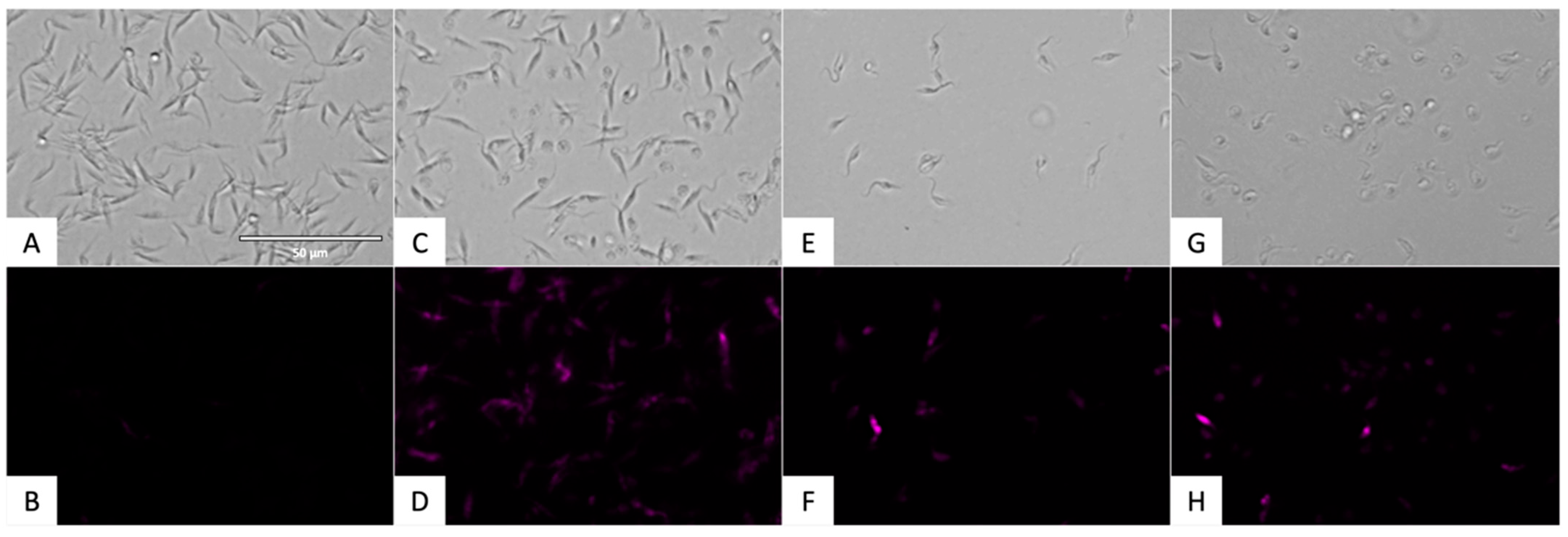 Pharmaceuticals 18 01106 g008