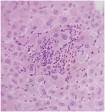 Pharmaceuticals 18 01134 i002 Pharmaceuticals 18 01134 i002