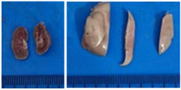 Pharmaceuticals 18 01134 i003 Pharmaceuticals 18 01134 i003