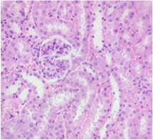 Pharmaceuticals 18 01134 i004 Pharmaceuticals 18 01134 i004