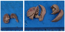 Pharmaceuticals 18 01134 i009 Pharmaceuticals 18 01134 i009