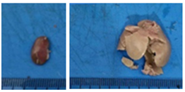 Pharmaceuticals 18 01134 i012 Pharmaceuticals 18 01134 i012