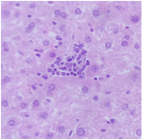 Pharmaceuticals 18 01134 i014 Pharmaceuticals 18 01134 i014