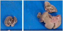 Pharmaceuticals 18 01134 i015 Pharmaceuticals 18 01134 i015