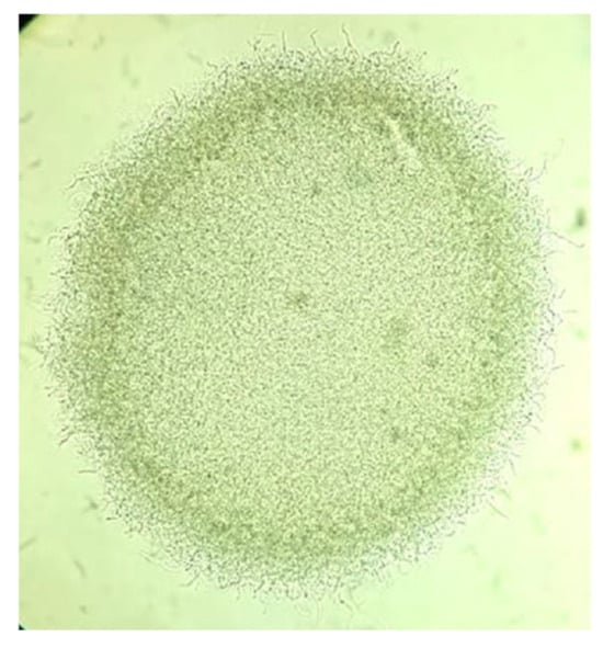 Pharmaceuticals 18 01158 g0a1