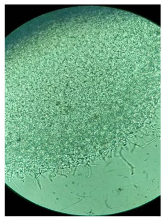 Pharmaceuticals 18 01158 g0a2