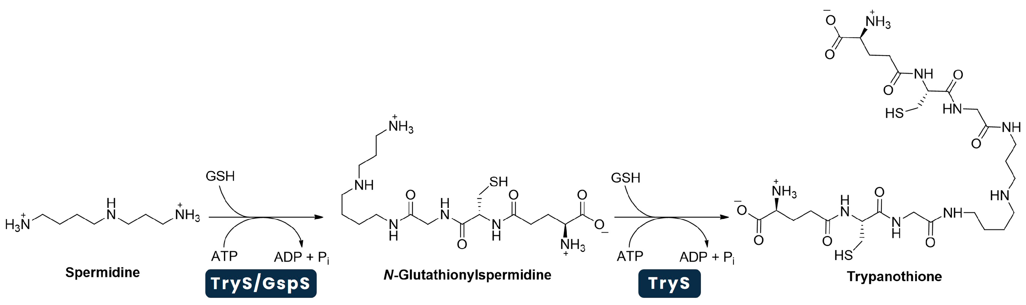 Pharmaceuticals 18 01182 g002 Pharmaceuticals 18 01182 g002