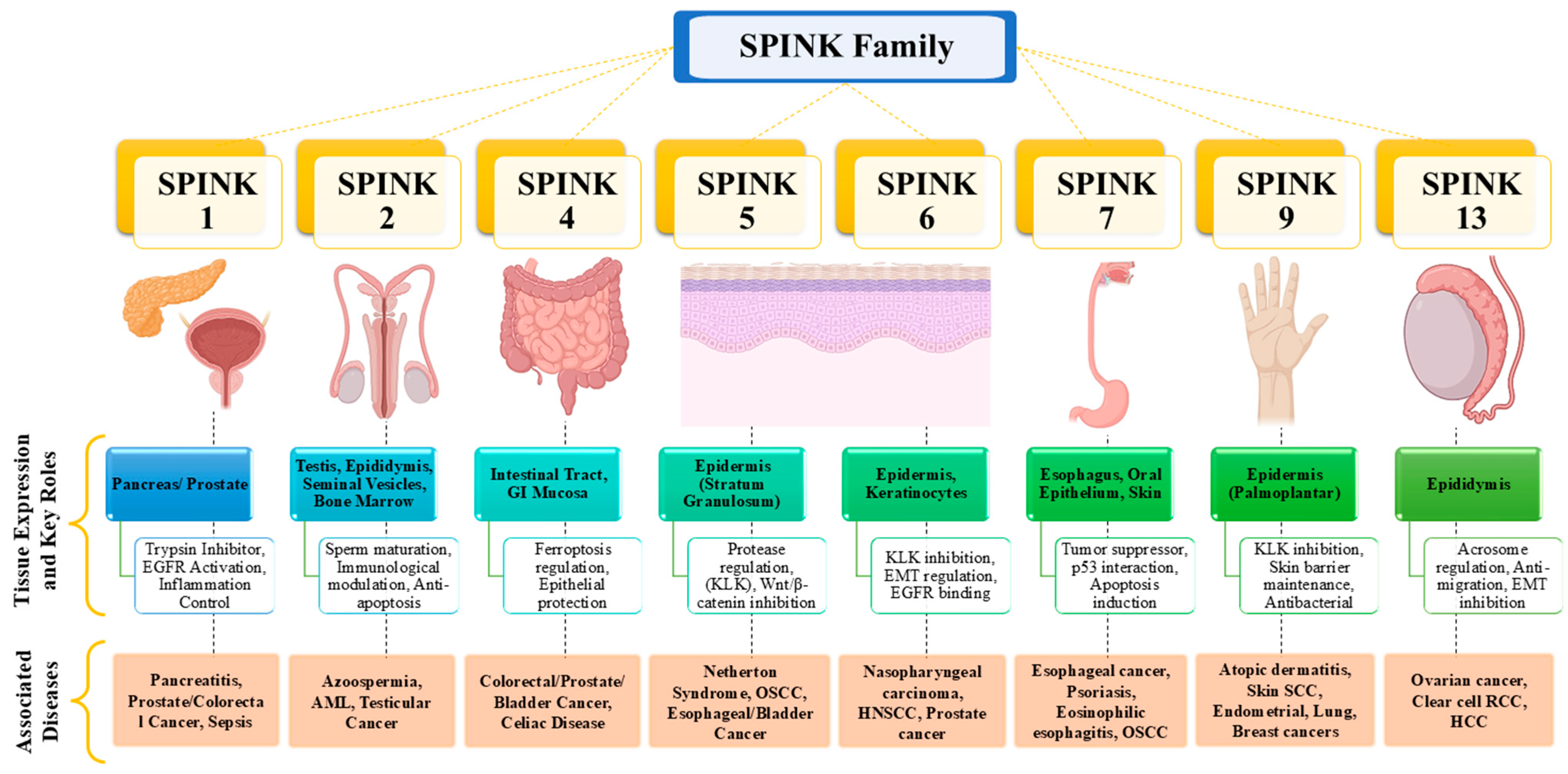Pharmaceuticals 18 01194 g001
