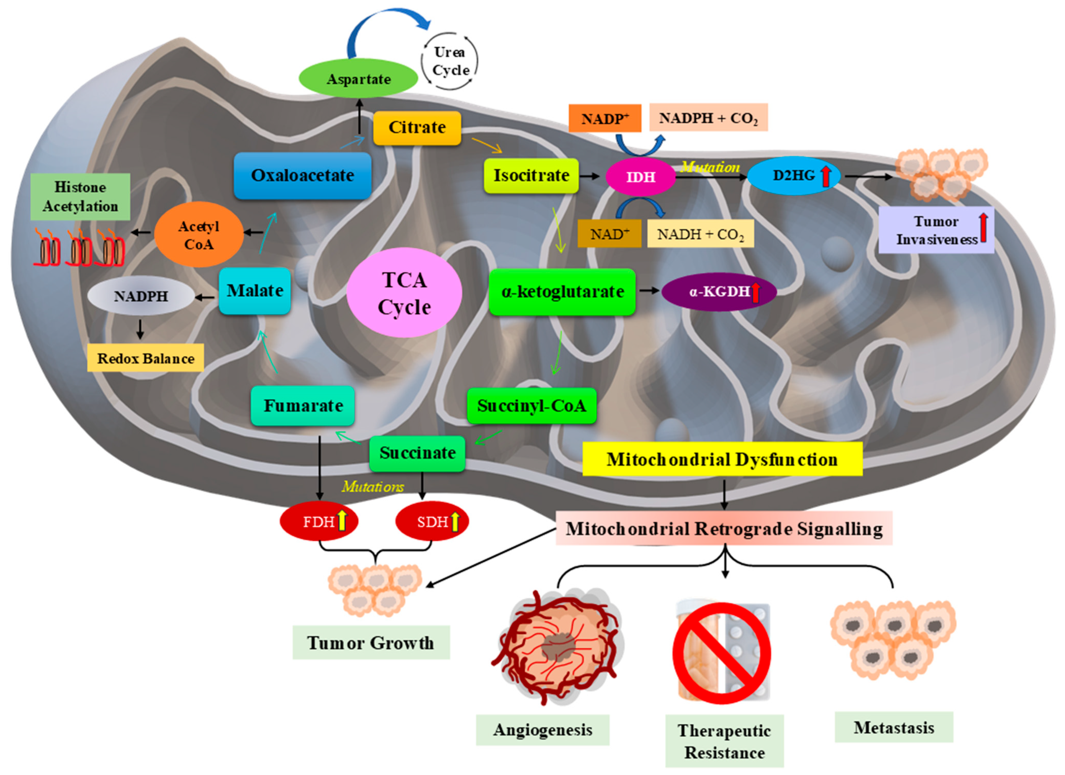 Pharmaceuticals 18 01194 g005
