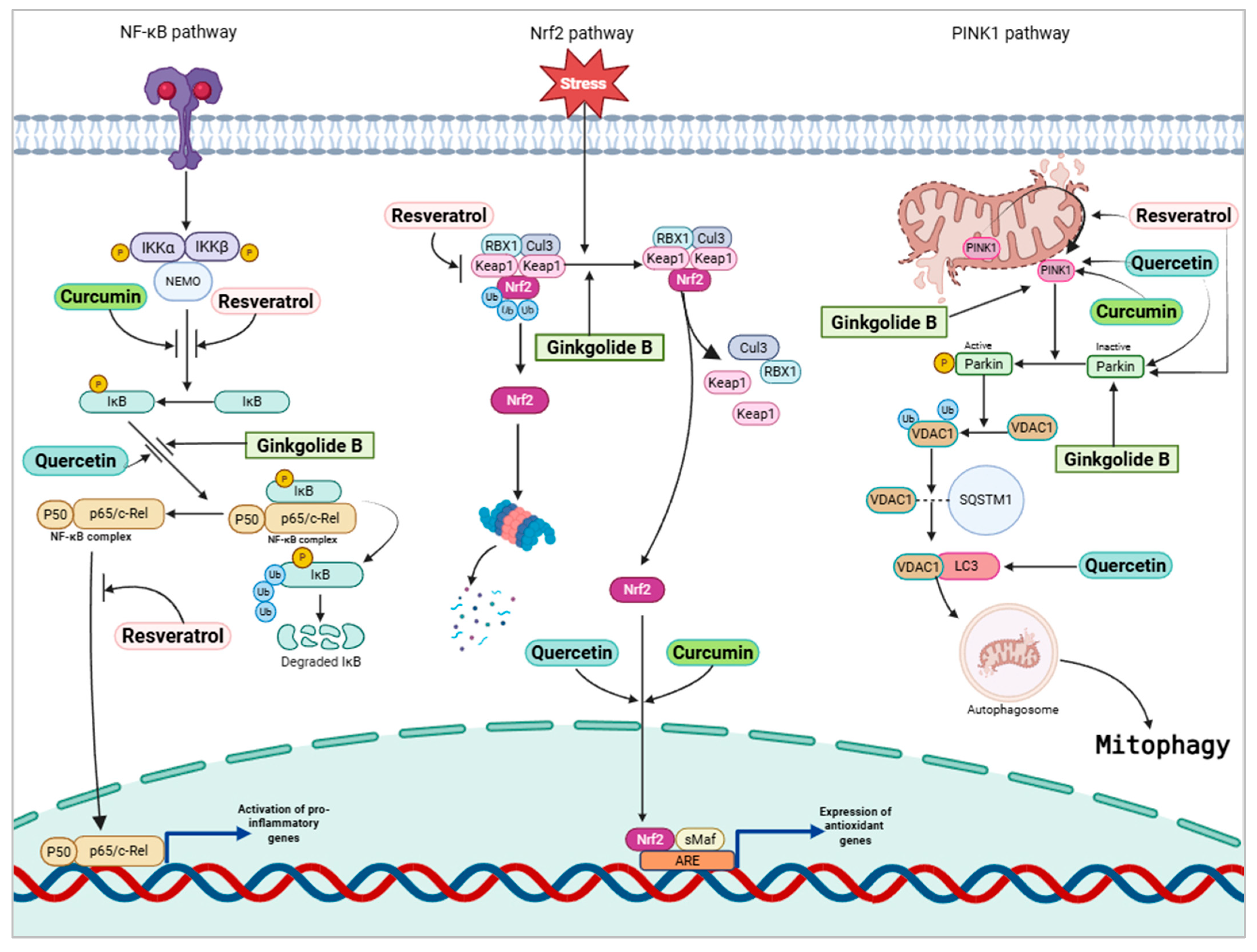 Pharmaceuticals 18 01268 g002