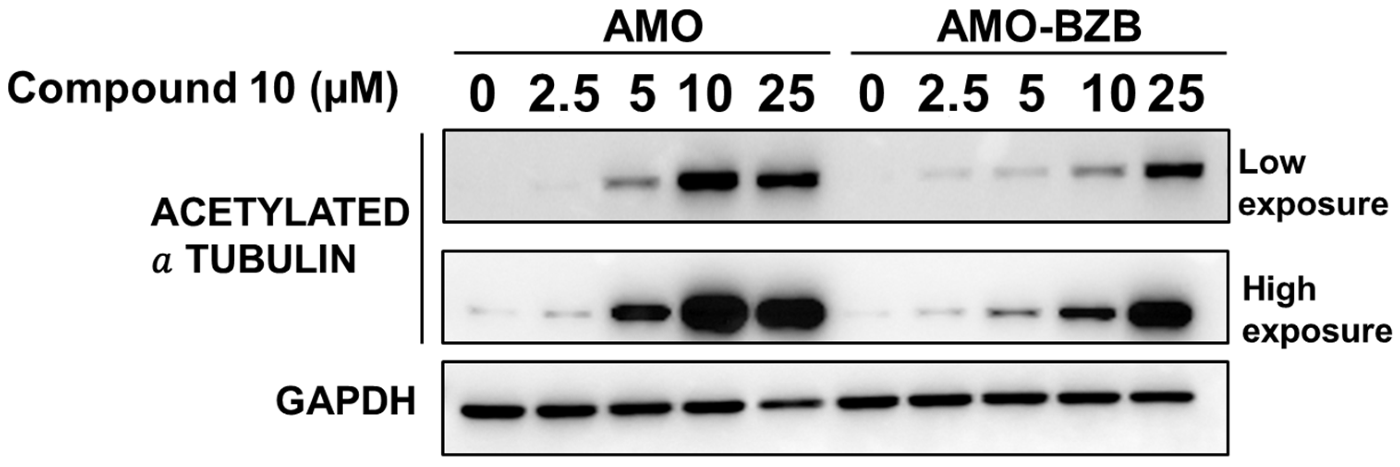 Pharmaceuticals 18 01303 g006