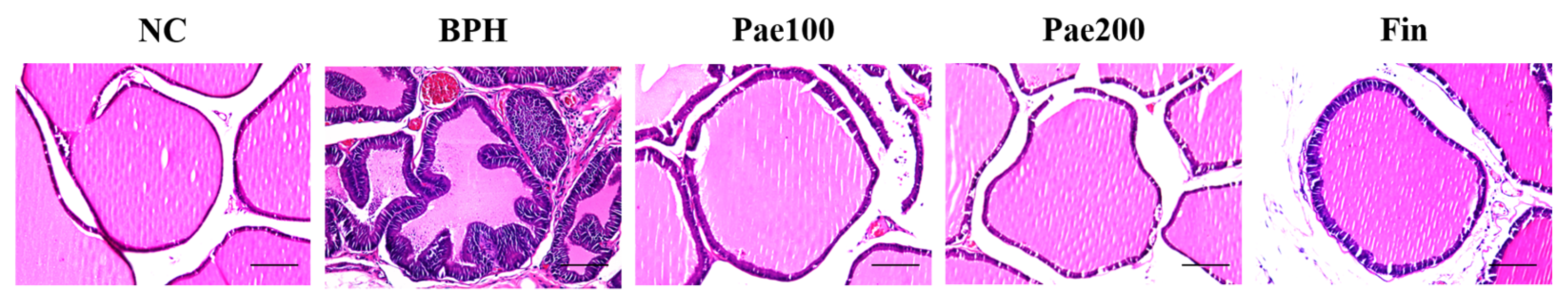 Pharmaceuticals 18 01322 g006 Pharmaceuticals 18 01322 g006