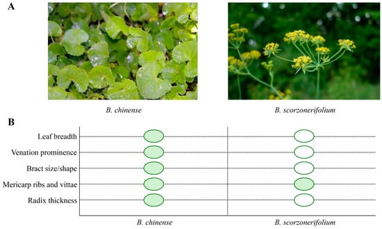 Pharmaceuticals 18 01331 g001
