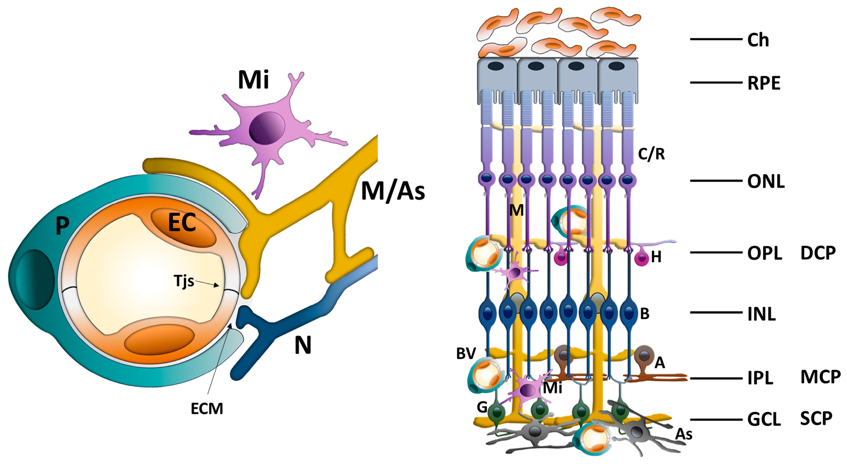 Pharmaceuticals 18 01374 g001