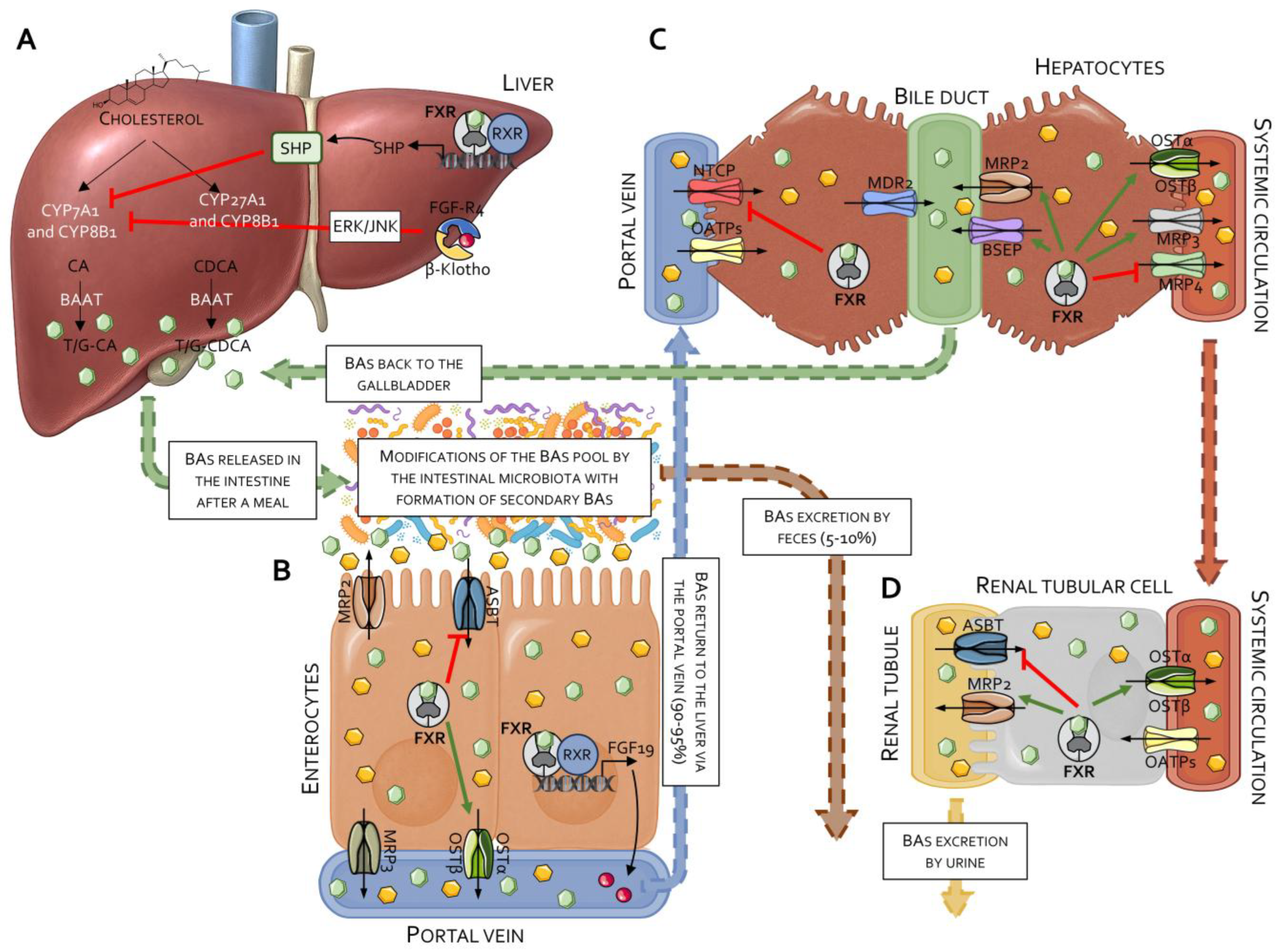 Obeticholic Acid and Other Farnesoid-X-Receptor (FXR) Agonists in the ...