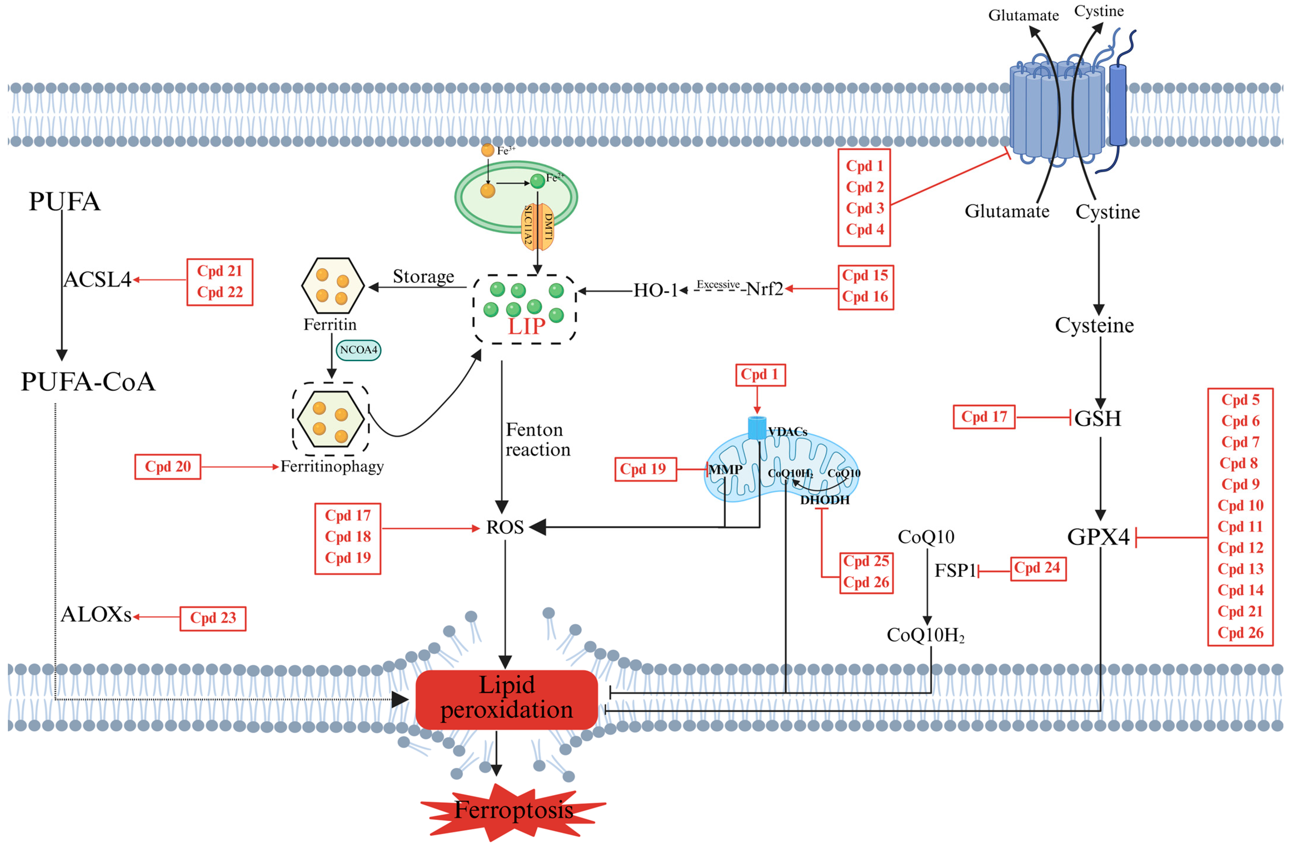 Ferroptosis, a Distinct Form of Cell Death, and Research Progress on ...