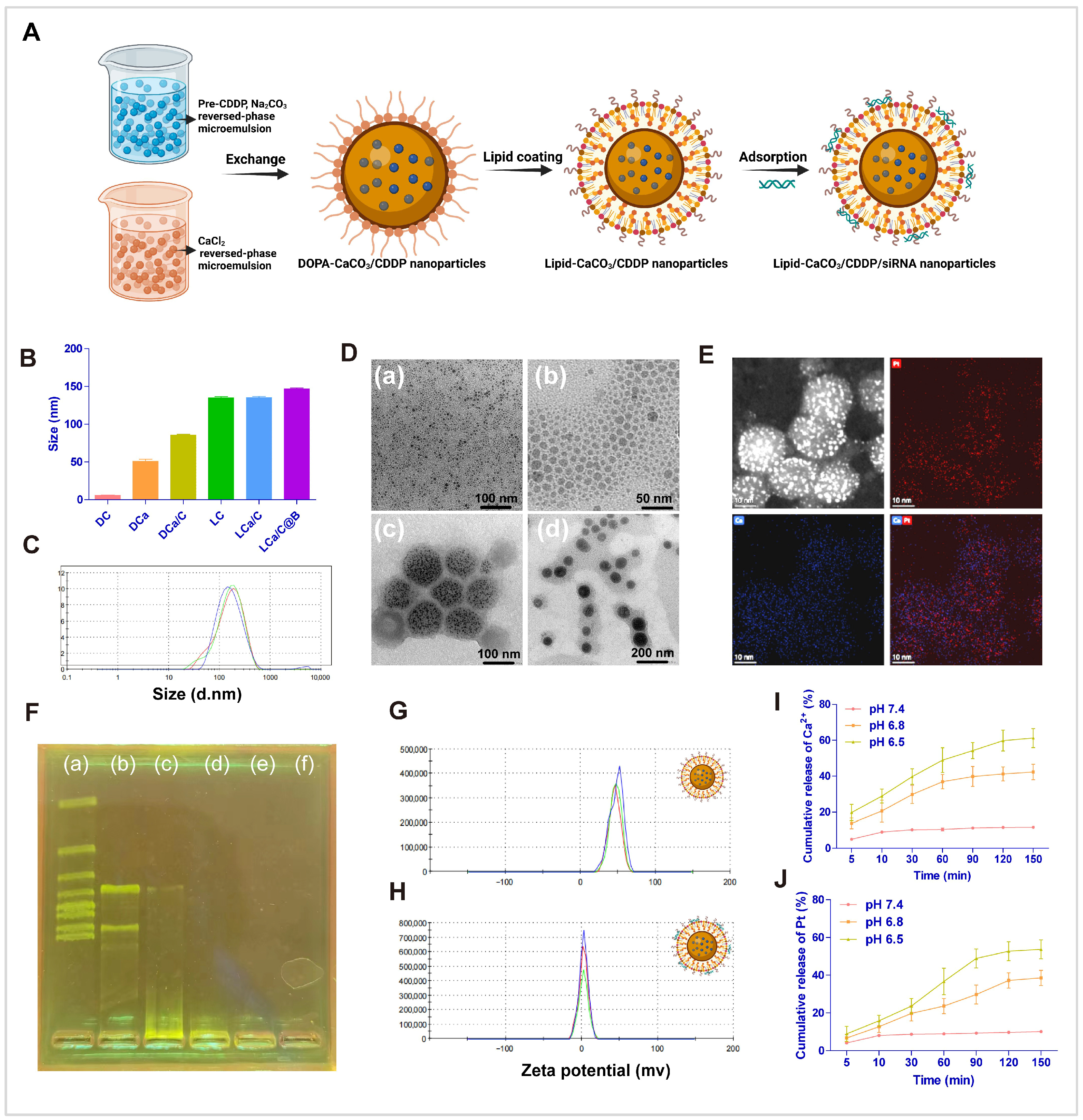 Pharmaceuticals 19 00022 g001