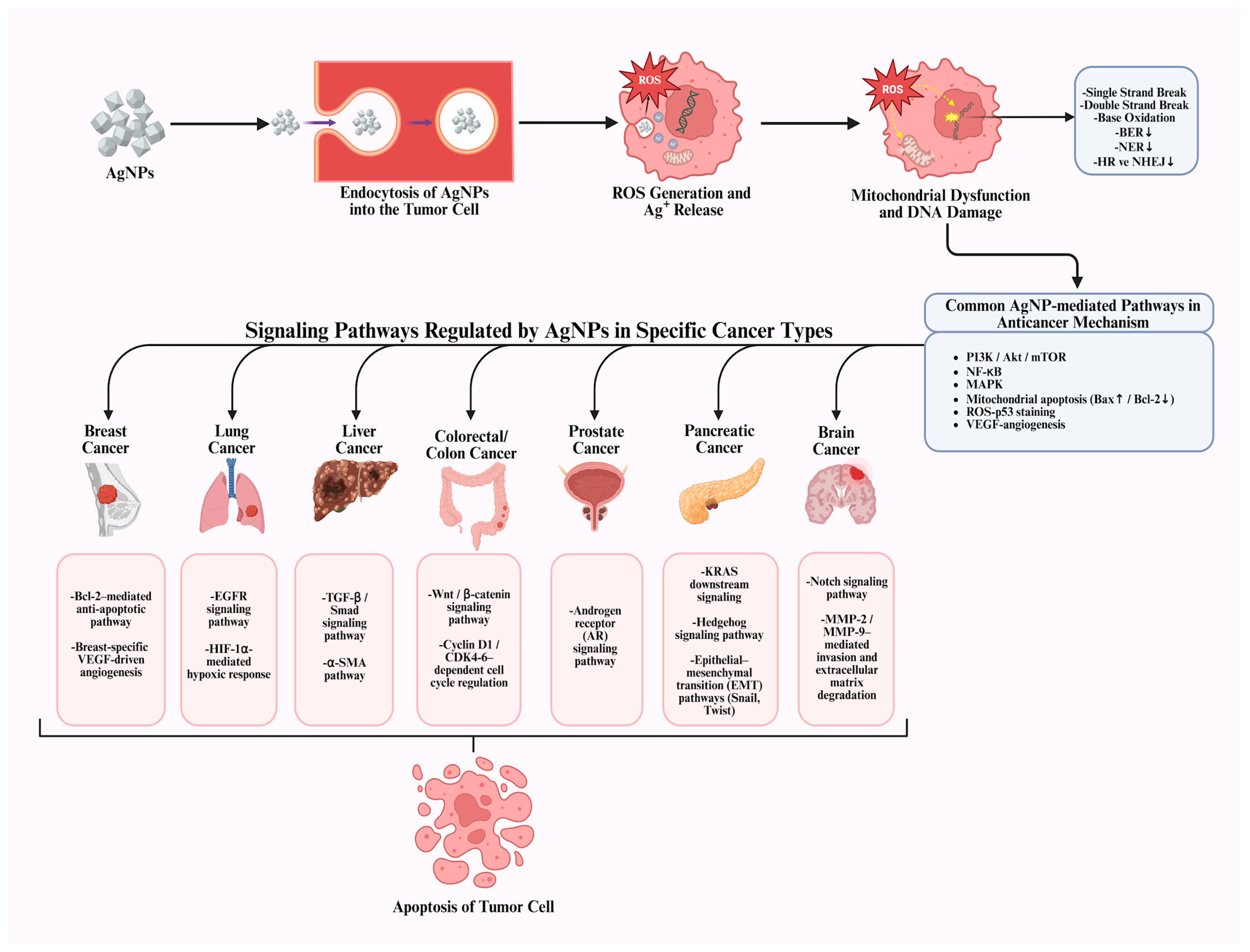Pharmaceuticals 19 00241 g003 Pharmaceuticals 19 00241 g003