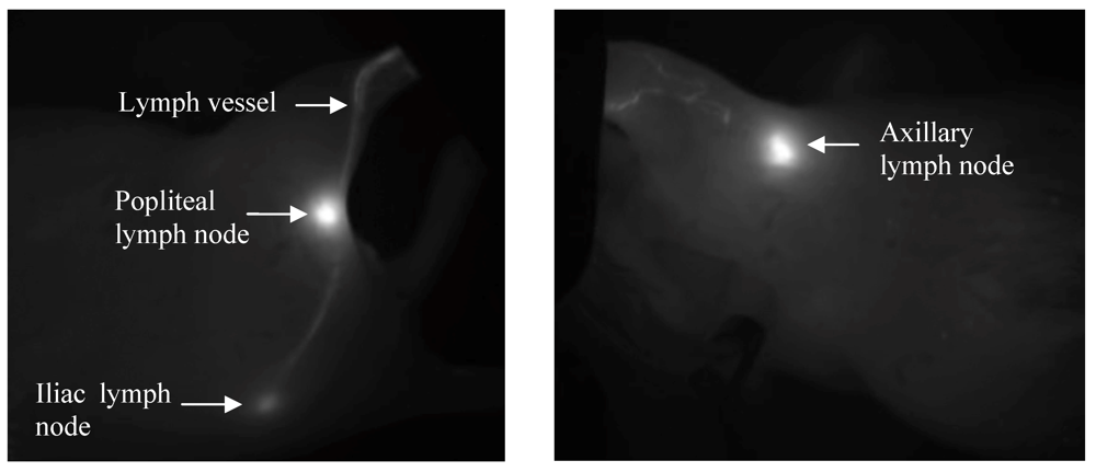 Pharmaceutics 04 00276 g003