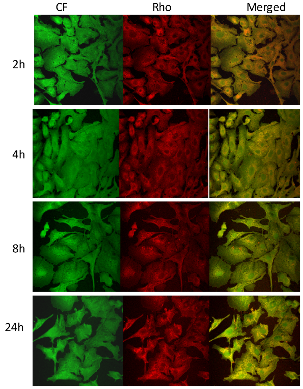 Pharmaceutics 04 00590 g005 1024