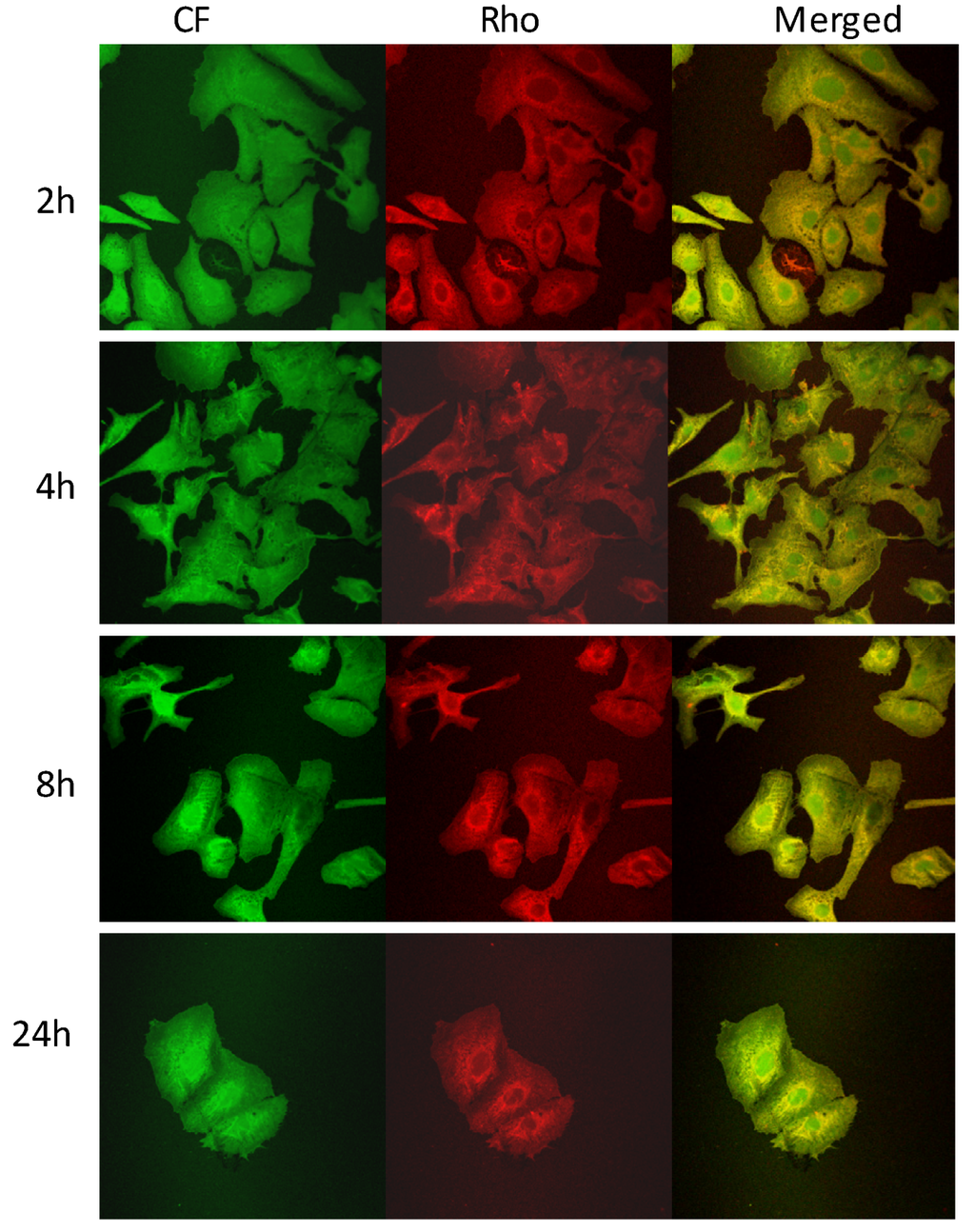 Pharmaceutics 04 00590 g006 1024