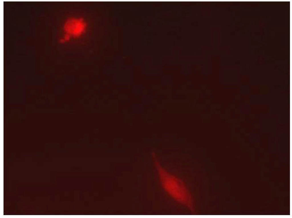 Pharmaceutics 05 00246 g004 1024