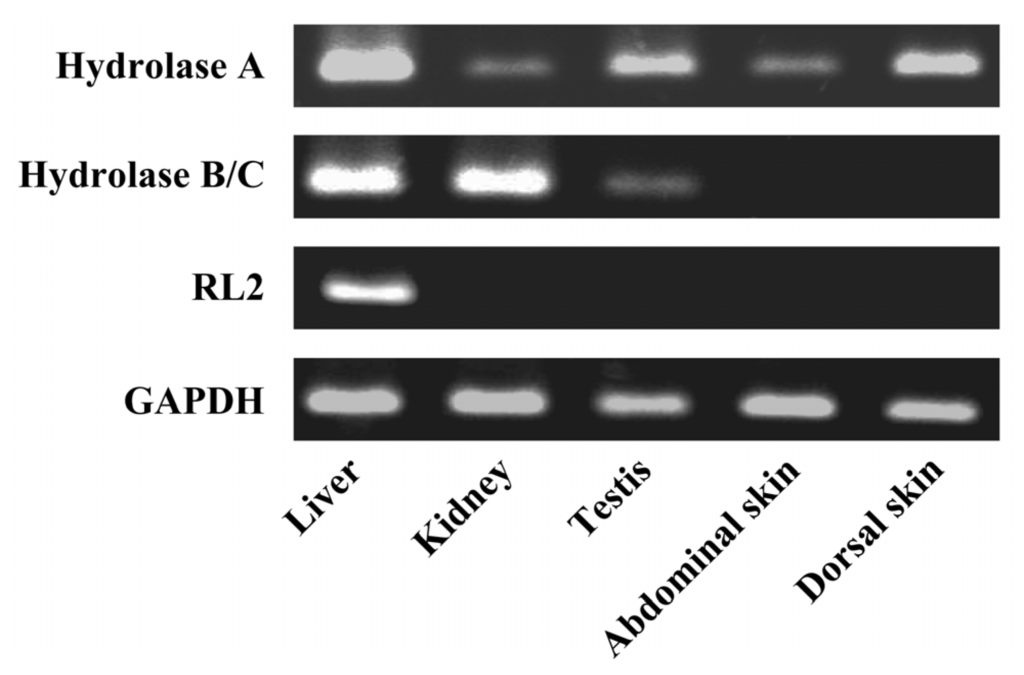 Pharmaceutics 05 00371 g003 1024