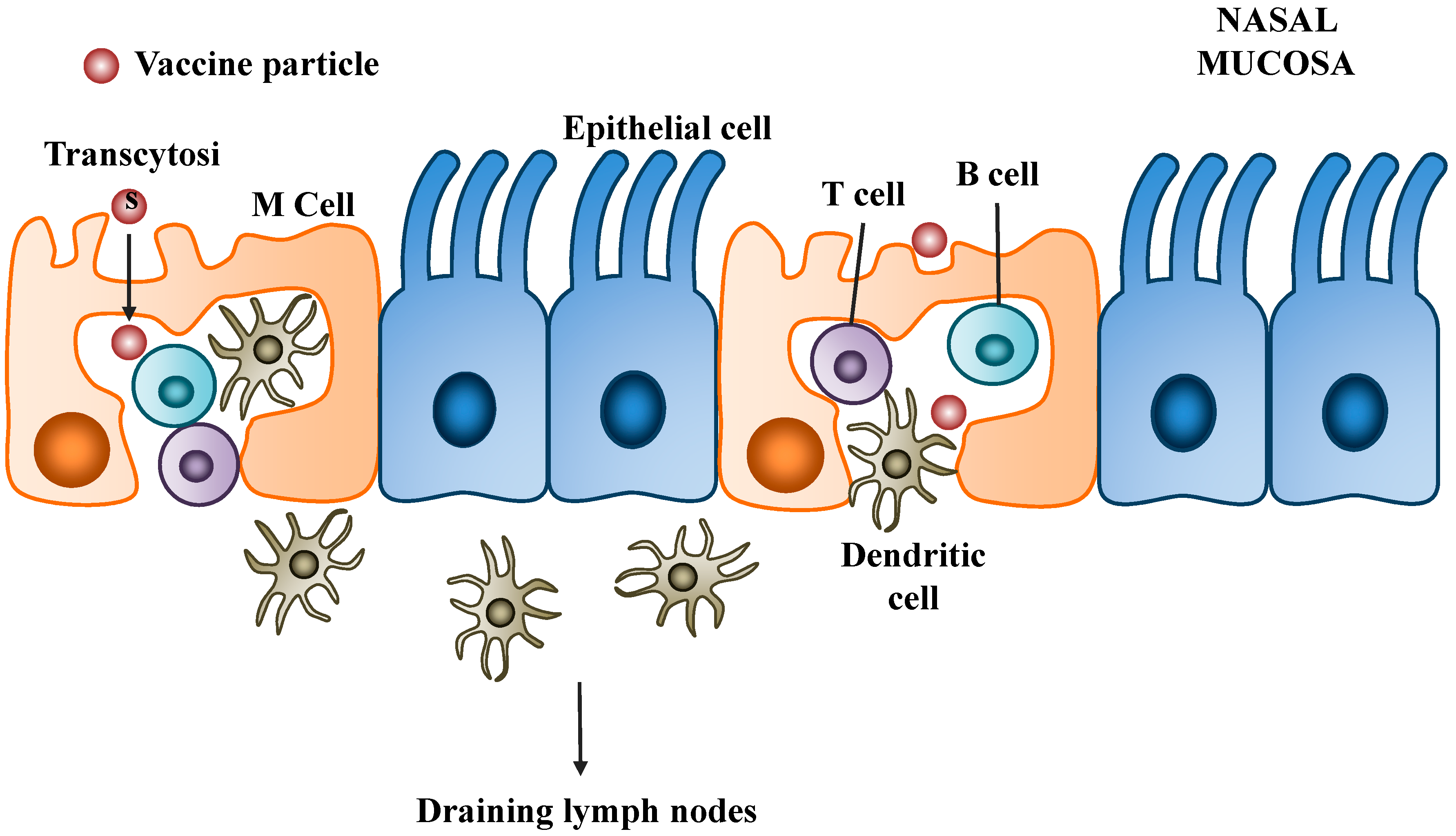 Pharmaceutics 06 00378 g002