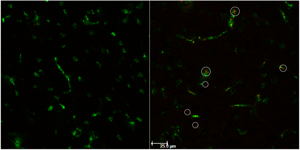 Pharmaceutics 07 00027 g006 1024