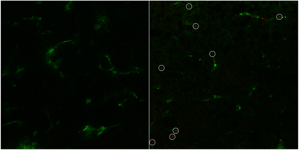 Pharmaceutics 07 00027 g007 1024