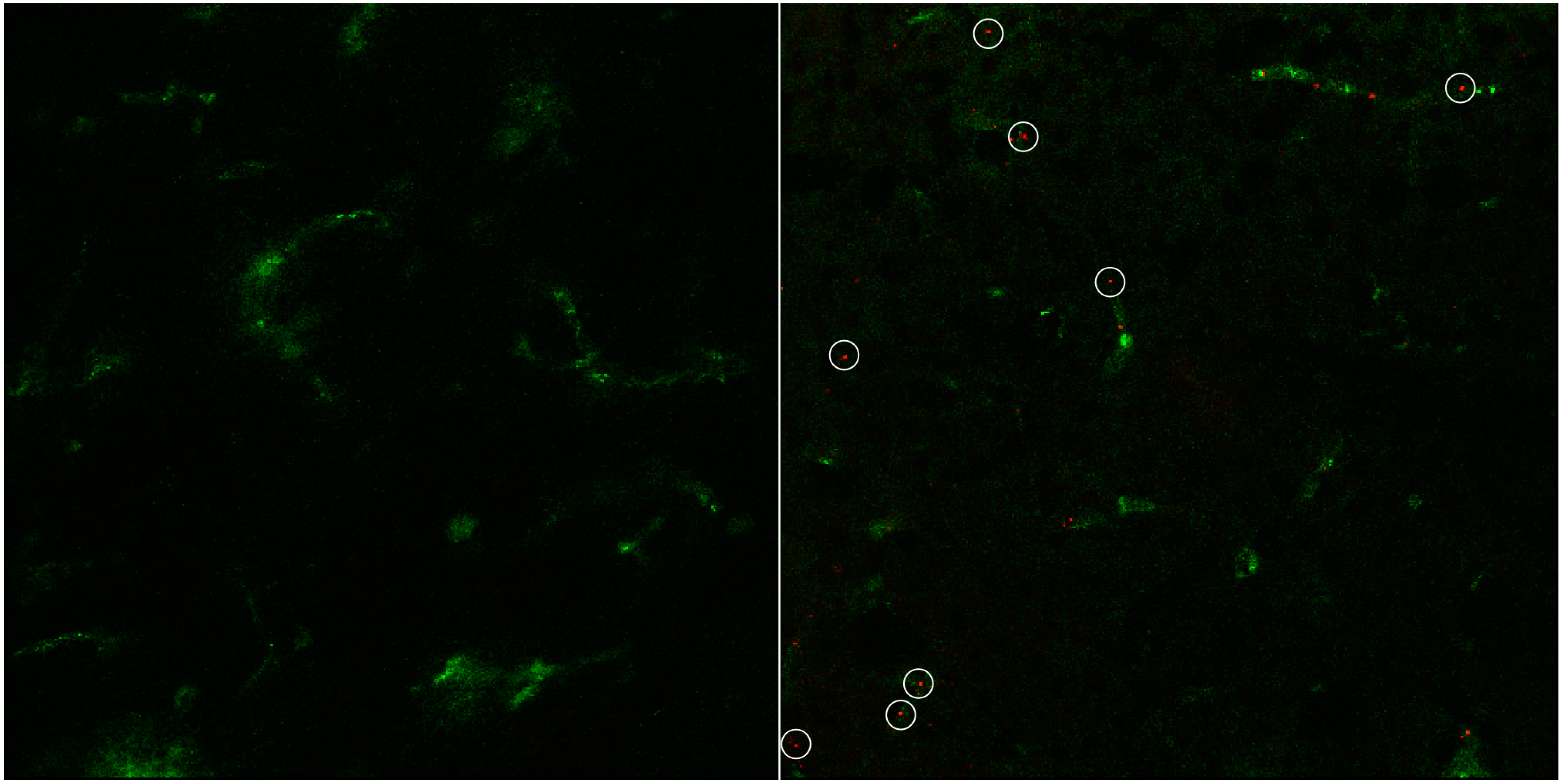 Pharmaceutics 07 00027 g007