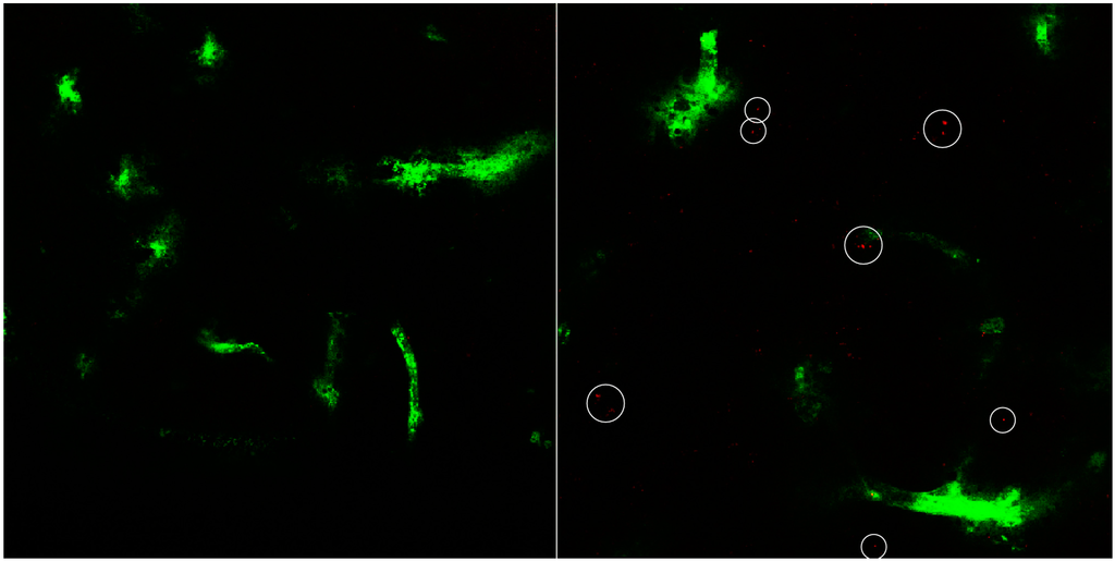 Pharmaceutics 07 00027 g008 1024
