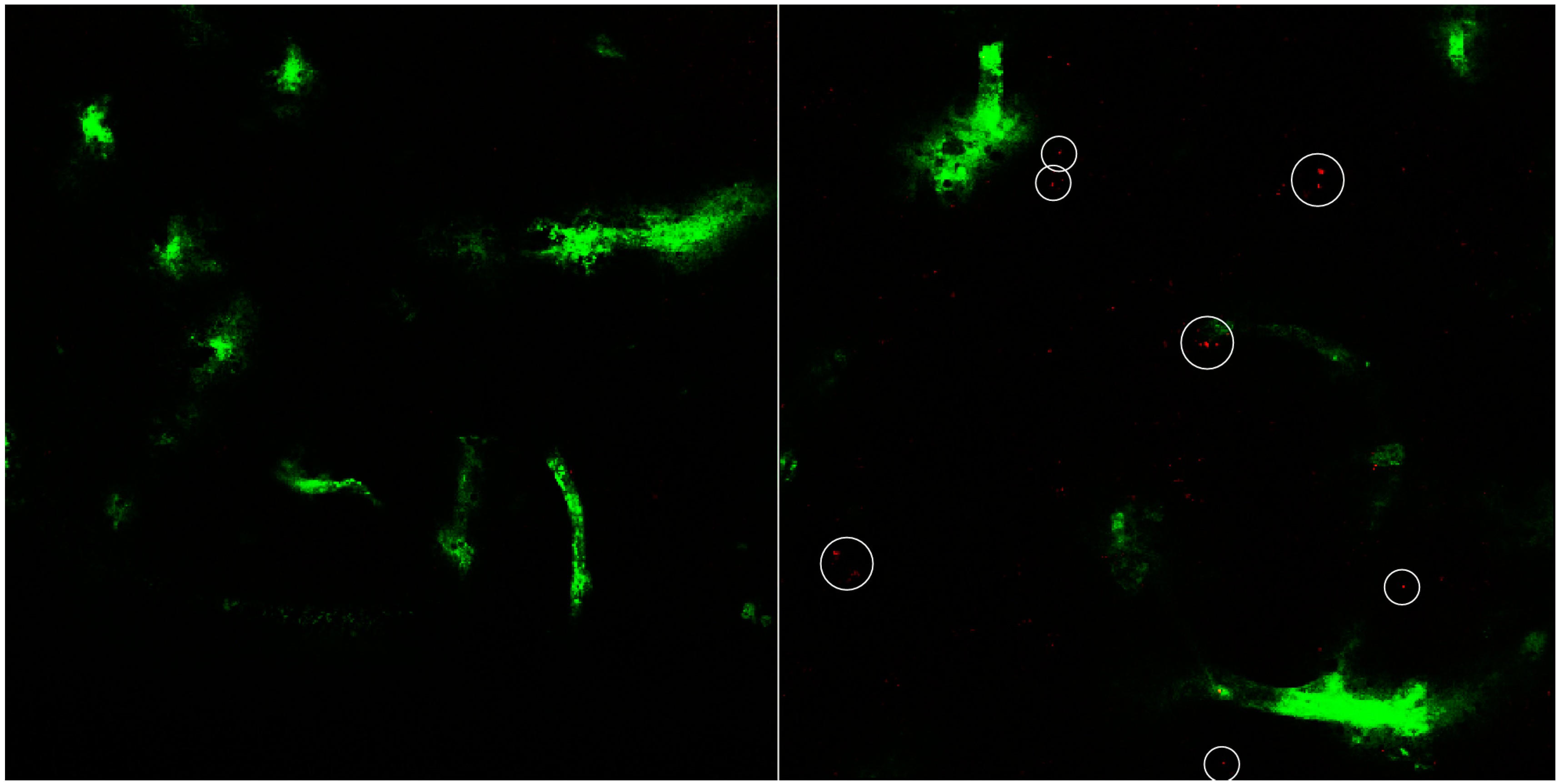 Pharmaceutics 07 00027 g008