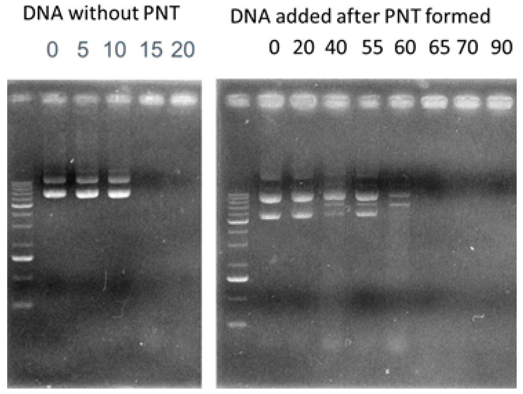 Pharmaceutics 07 00122 g005 1024