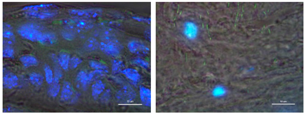 Pharmaceutics 07 00122 g006 1024