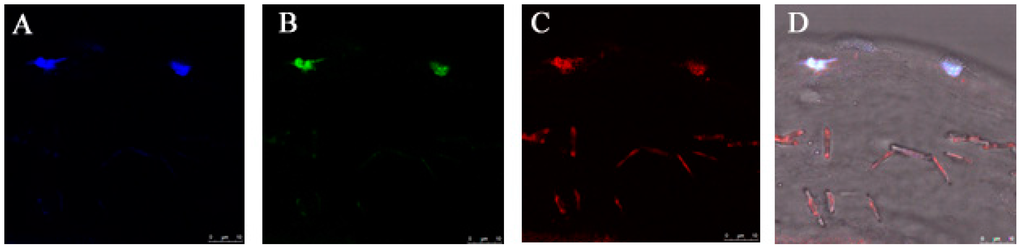 Pharmaceutics 07 00122 g007 1024