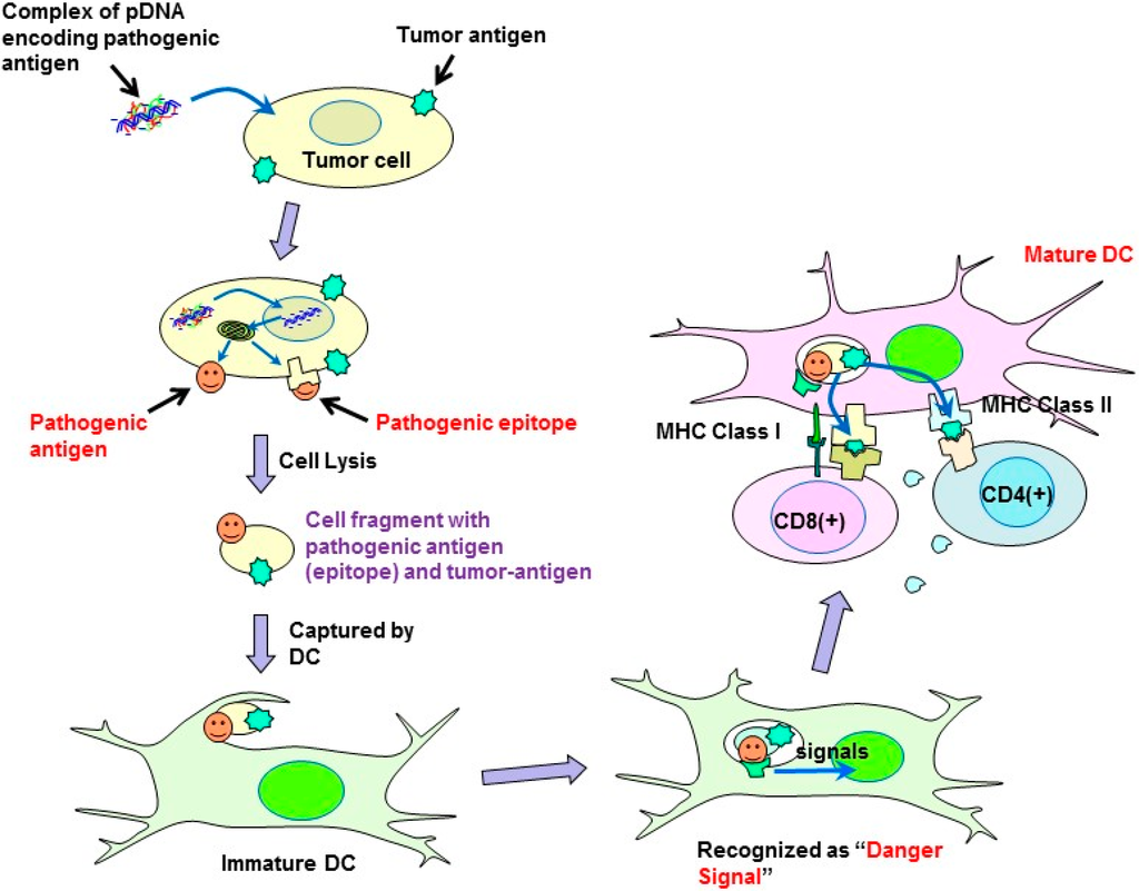 Pharmaceutics 07 00165 g007 1024