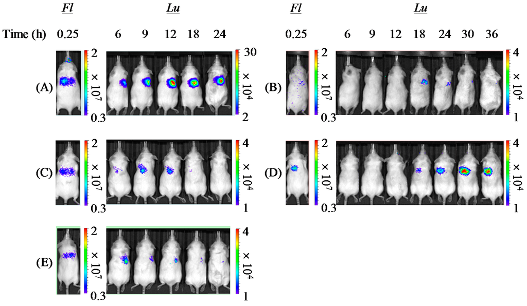 Pharmaceutics 07 00233 g008 1024