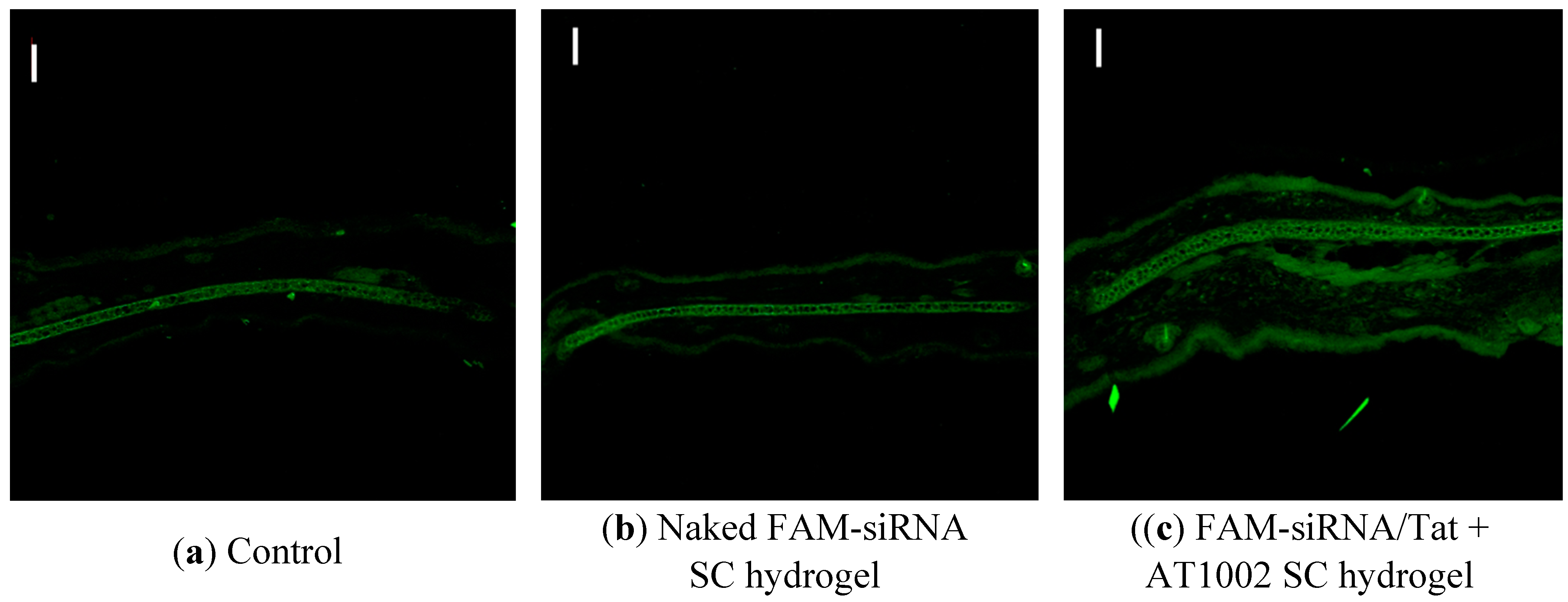 Pharmaceutics 07 00294 g002