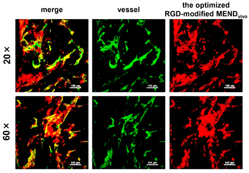 Pharmaceutics 07 00320 g005 1024