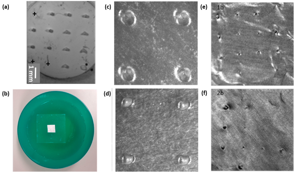 Pharmaceutics 07 00503 g009 1024