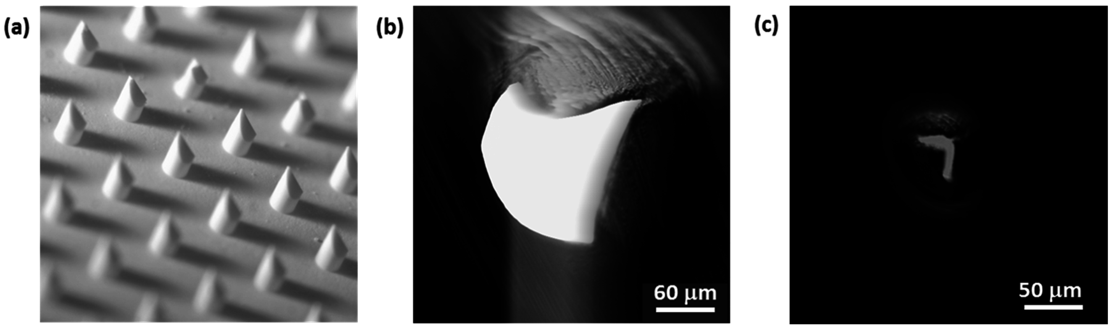 Pharmaceutics 07 00503 g011