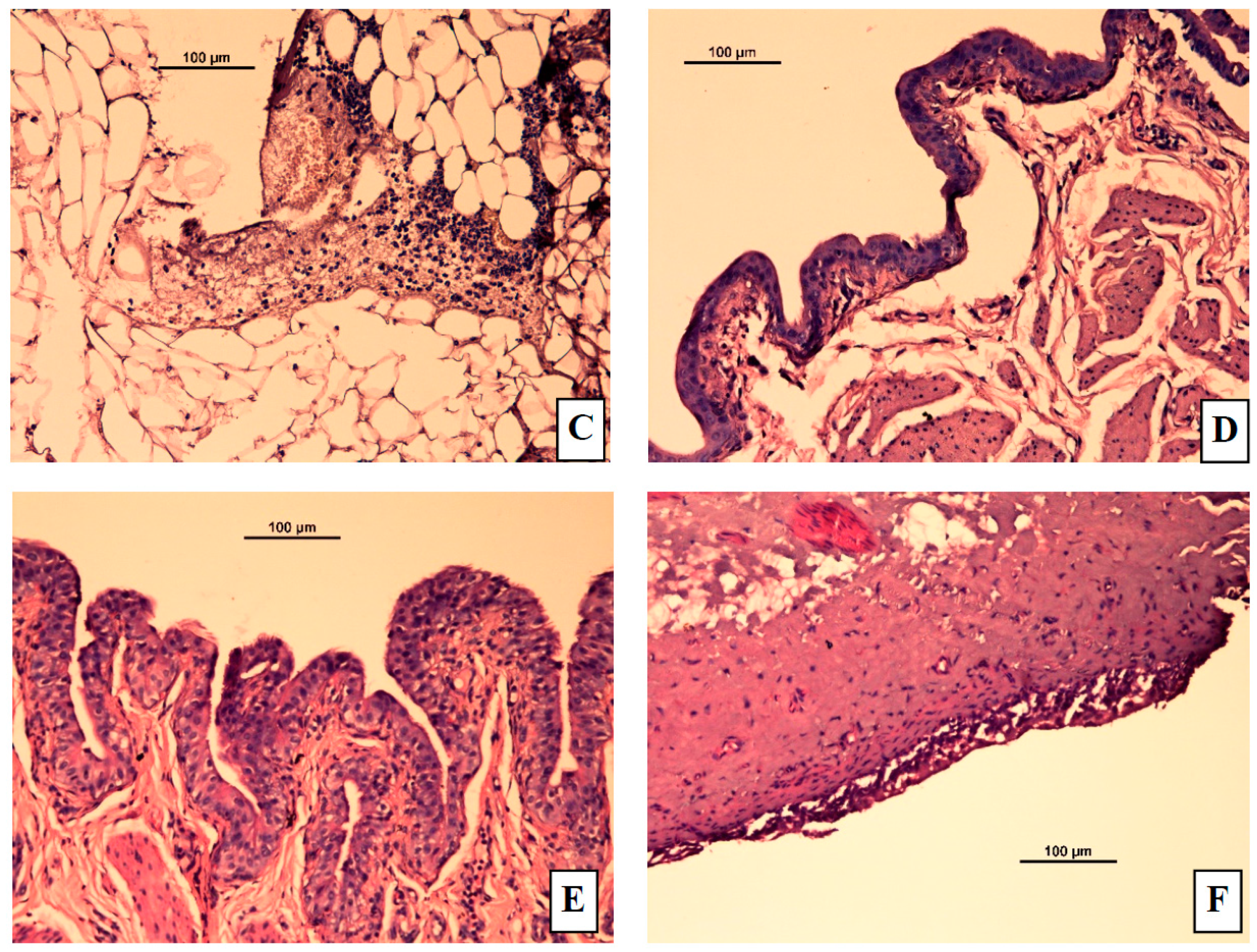 Pharmaceutics 08 00027 g007b