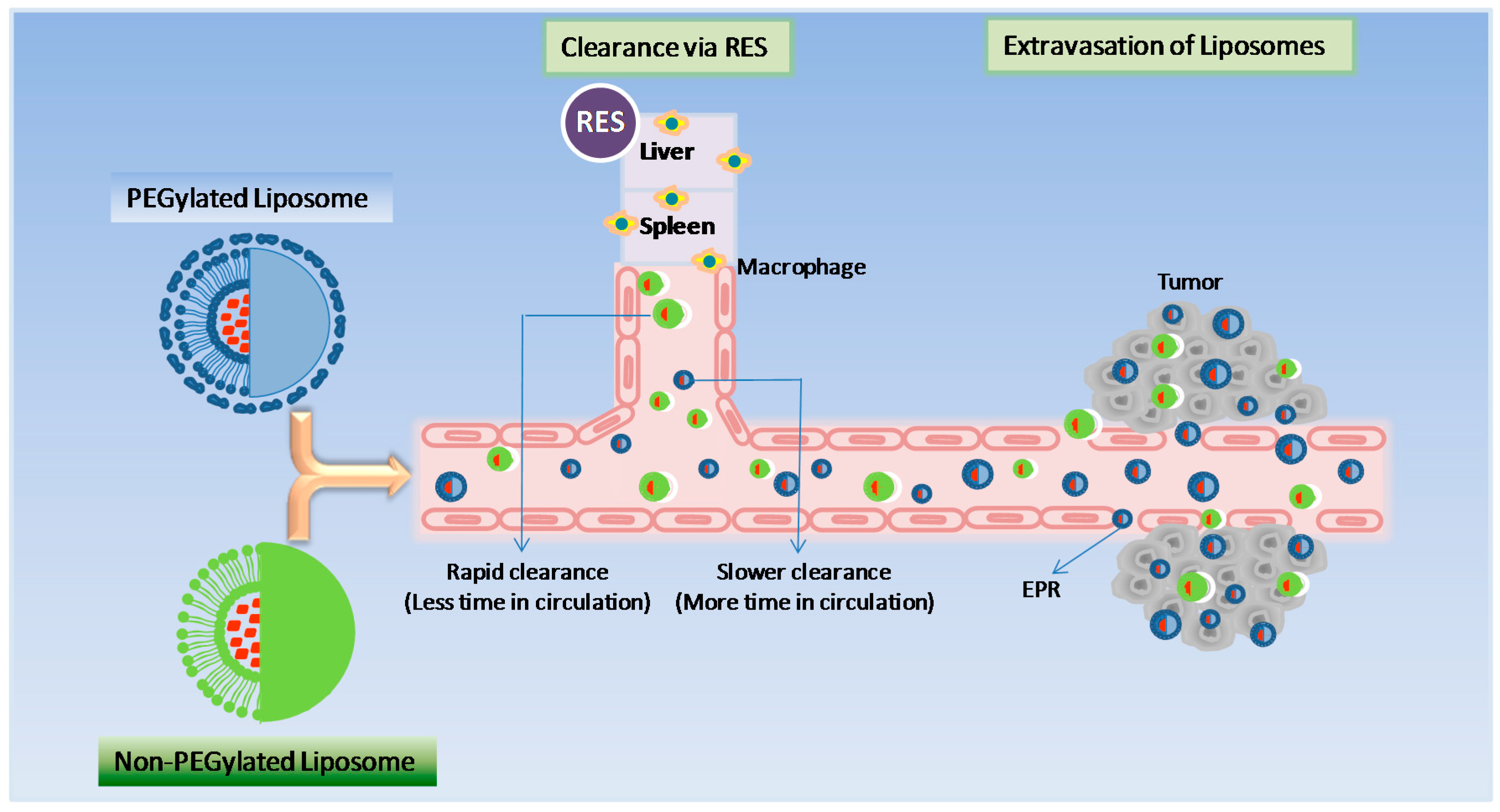 Pharmaceutics 09 00012 g003